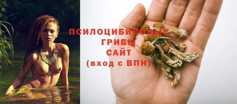 Псилоцибиновые грибы Cubensis  Миллерово 